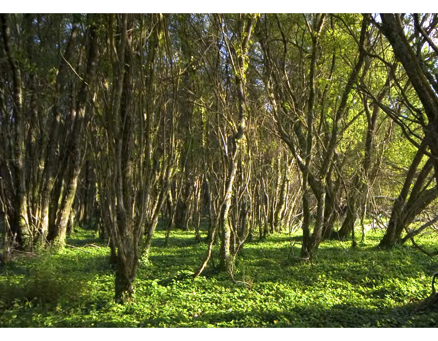 A illa posúe un dos bosques de loureiros máis grandes de Europa.